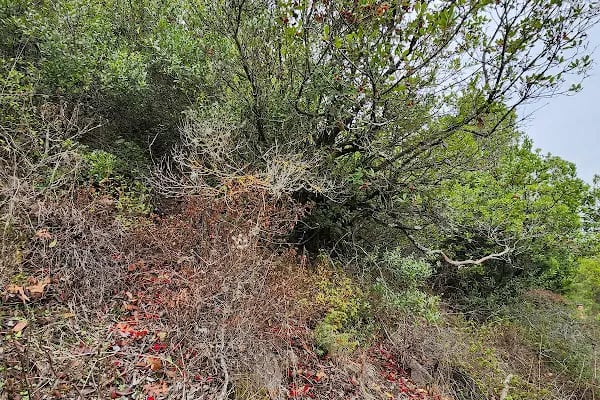 ARTEMEA YOLU - Resim 10