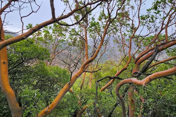 ARTEMEA YOLU - Resim 15