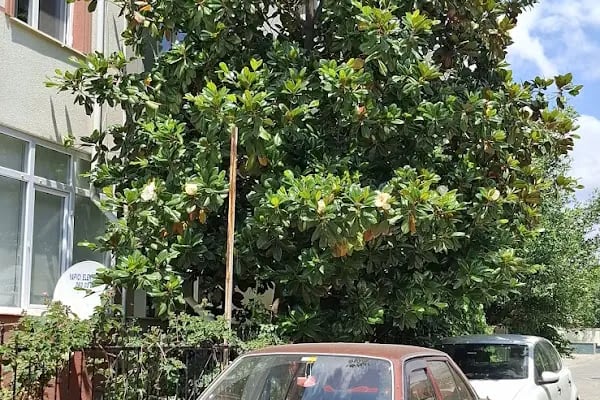 Alman köy tapınağı - Resim 8
