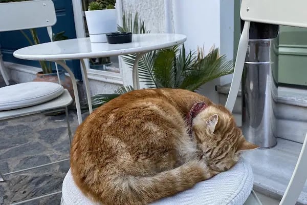 Maple Coffeeshop Büyükada - Resim 14