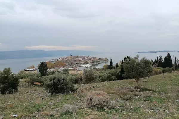 Ağlayan Çınar - Resim 14