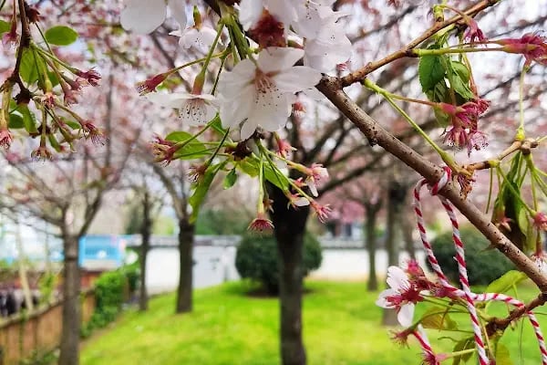 İBB Japon Bahçesi Parkı - Resim 12