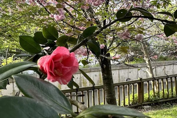 İBB Japon Bahçesi Parkı - Resim 13