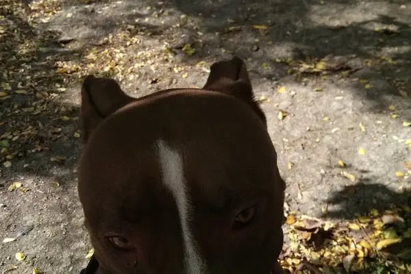 Küçükçekmece Şelale Parkı - Resim 1