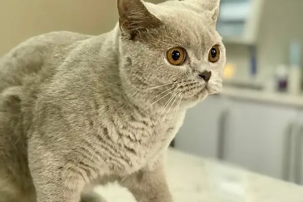 Vegas Veteriner Kliniği - Resim 4