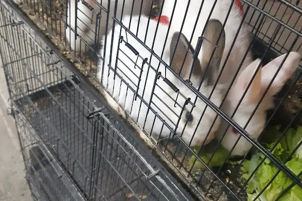 uğurlu pet shop - Resim 15