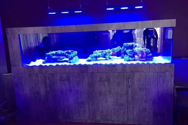 Mavi Tutku Deniz Akvaryum Sistemleri - Resim 3