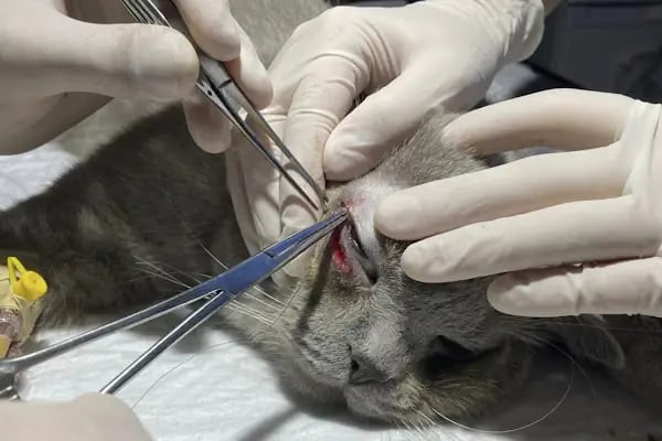 Linda Veteriner Kliniği - Resim 6