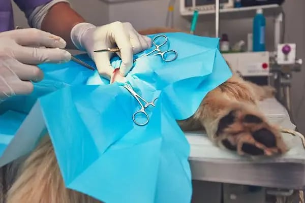 Linda Veteriner Kliniği - Resim 20
