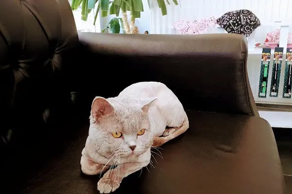 Linda Veteriner Kliniği - Resim 18