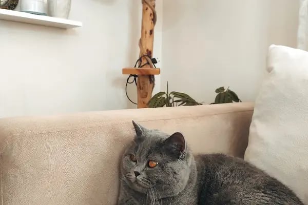 Linda Veteriner Kliniği - Resim 16