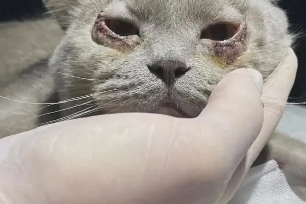 Linda Veteriner Kliniği - Resim 9