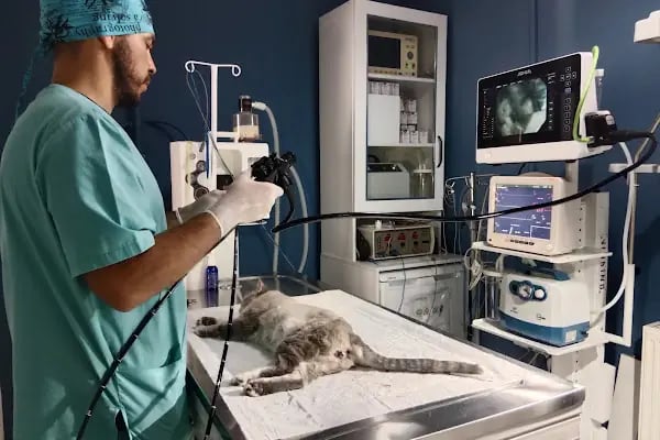 Linda Veteriner Kliniği - Resim 10