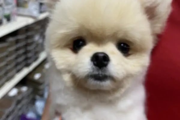 Ela Petshop - Resim 18