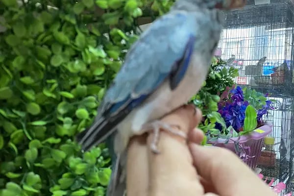 Ela Petshop - Resim 5
