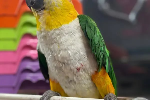 Ela Petshop - Resim 11