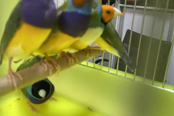 Ela Petshop - Resim 15