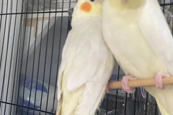 Ela Petshop - Resim 14