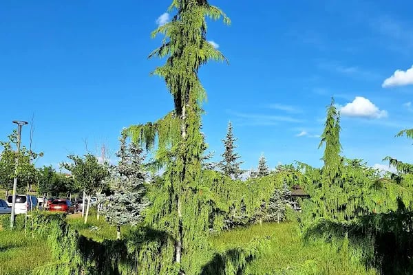 Akyurt Millet Bahçesi - Resim 17