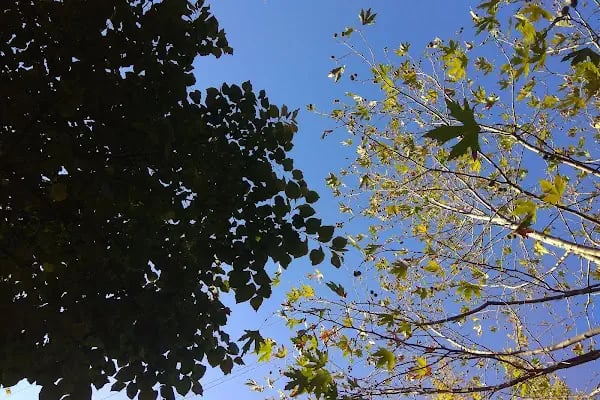 Bahçelievler Belediyesi Şehir Korusu - Resim 16