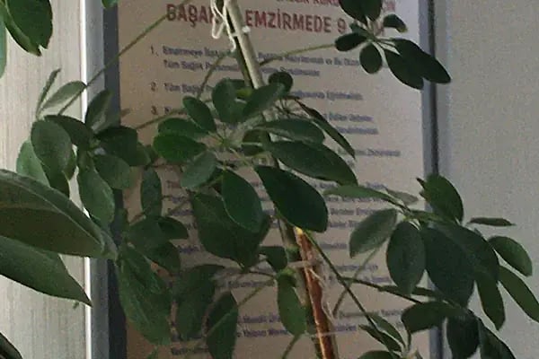 Balıkesir Altıeylül 18 Nolu Aile Sağlığı Merkezi - Resim 10