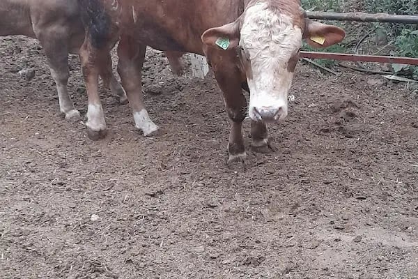 DÖĞÜŞ TARIM SOĞUK HAVA DEPOSU - Resim 4