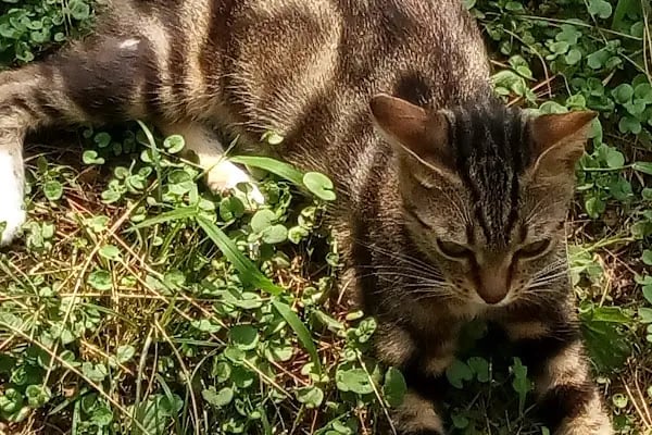 Başpehlivan Cengiz Elbeye Çocuk Parkı - Resim 16