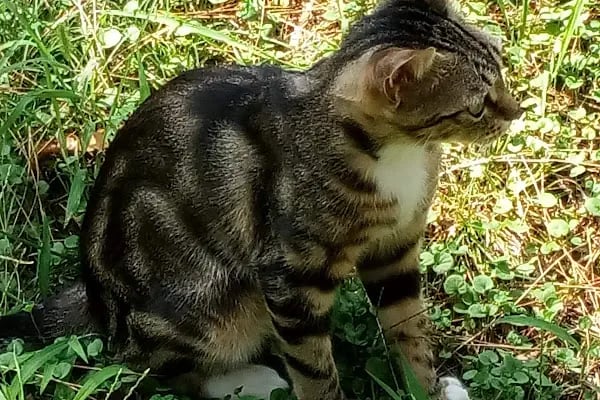 Başpehlivan Cengiz Elbeye Çocuk Parkı - Resim 3