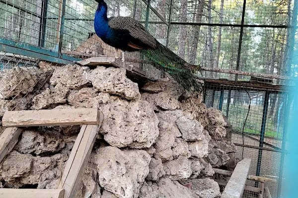 Denizli Büyükşehir Belediyesi Çamlık Parkı - Resim 20