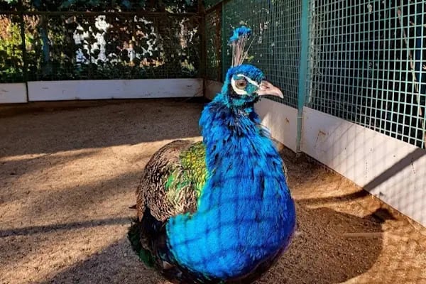 Denizli Büyükşehir Belediyesi Çamlık Parkı - Resim 14