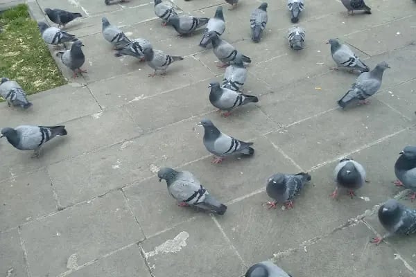Ulucanlar Çocuk Parkı - Resim 5