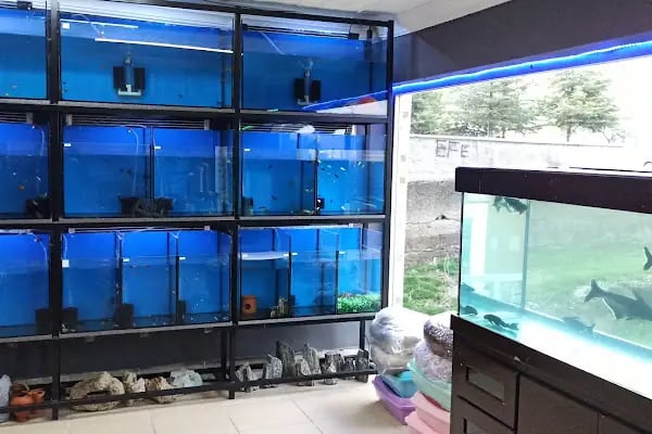 Boss Petshop - Resim 2