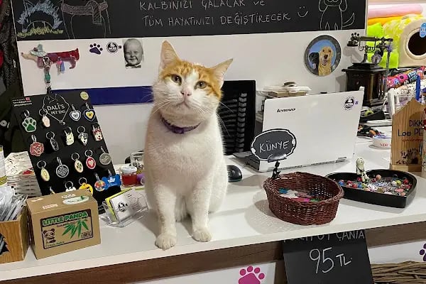 Petiko Shop Cafe - Resim 17