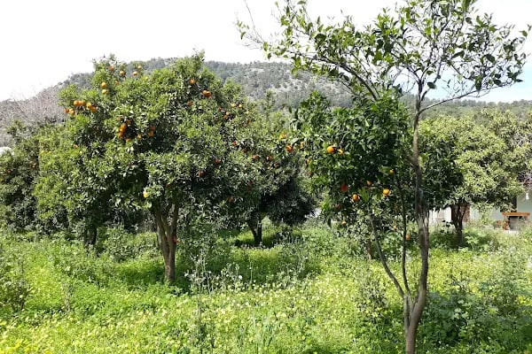 Mazı Çiçek Pansiyon - Resim 12