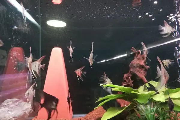 DİSCUS PET AKVARYUM DÜNYASI - Resim 6