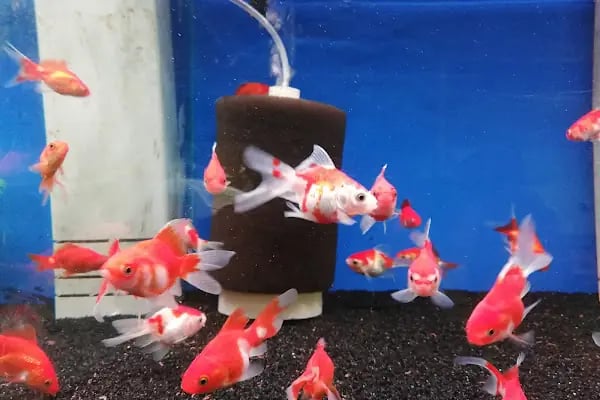 DİSCUS PET AKVARYUM DÜNYASI - Resim 5