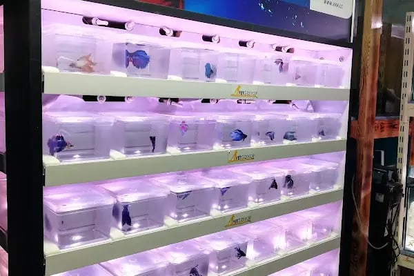 DİSCUS PET AKVARYUM DÜNYASI - Resim 4