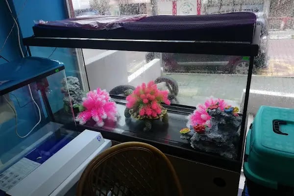 DİSCUS PET AKVARYUM DÜNYASI - Resim 12