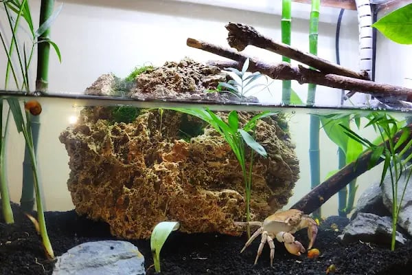 DİSCUS PET AKVARYUM DÜNYASI - Resim 10