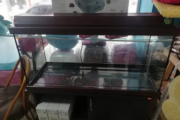 DİSCUS PET AKVARYUM DÜNYASI - Resim 3