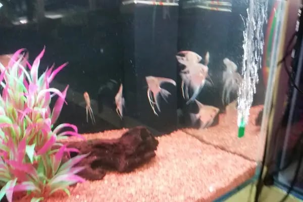 DİSCUS PET AKVARYUM DÜNYASI - Resim 11