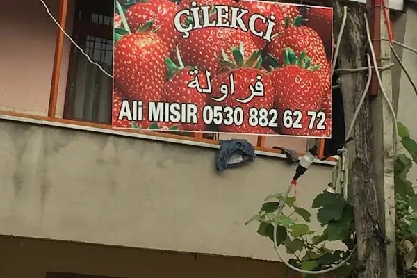ÇİLEKÇİ ALİ MISIR - Resim 2