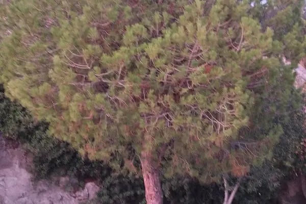 Clup Bodrum Sahil Evleri - Resim 14