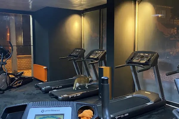 Art Of Body Gym - Resim 11