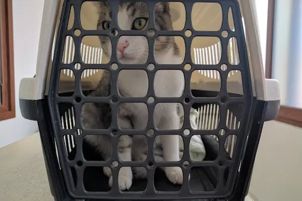 Petivet Veteriner Kliniği - Resim 5
