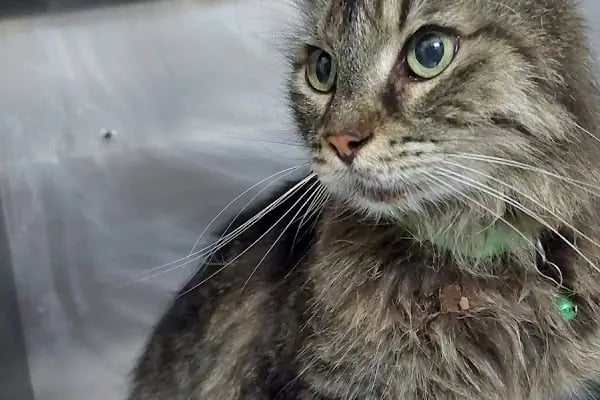 Petivet Veteriner Kliniği - Resim 4