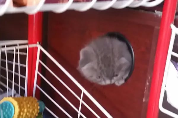 Ataşehir pet kuaför - Resim 3