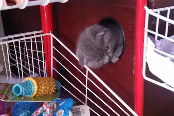 Ataşehir pet kuaför - Resim 4