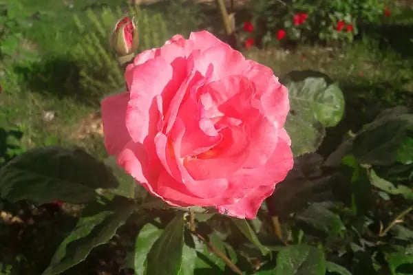 foto damla - Resim 6