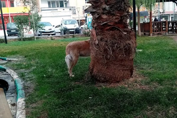 foto damla - Resim 11
